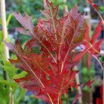 Quercus Green Pillar - Autumn Foliage