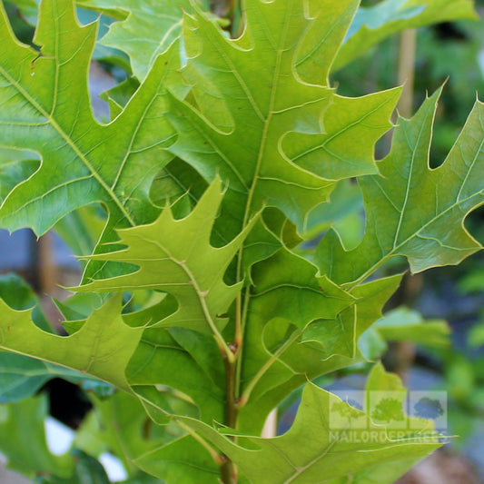 Quercus palustris Green Pillar - Pin Oak Tree