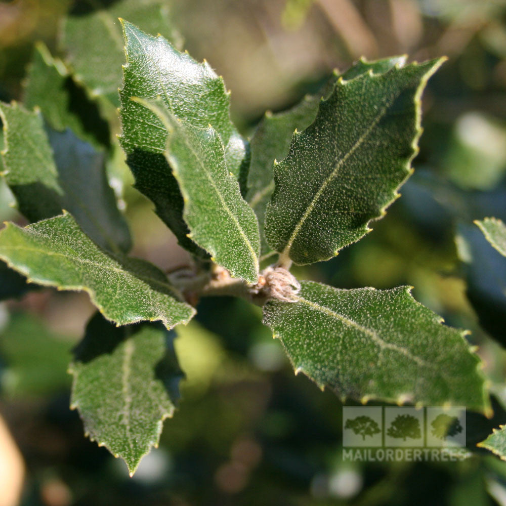 Quercus ilex - Foliage