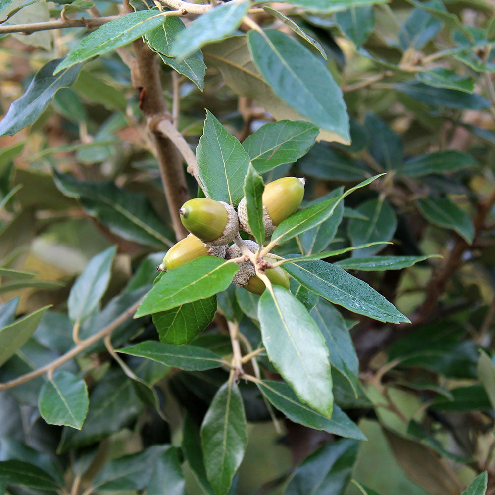 Quercus ilex - Acorns