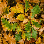 Quercus patrea - Autumn Foliage