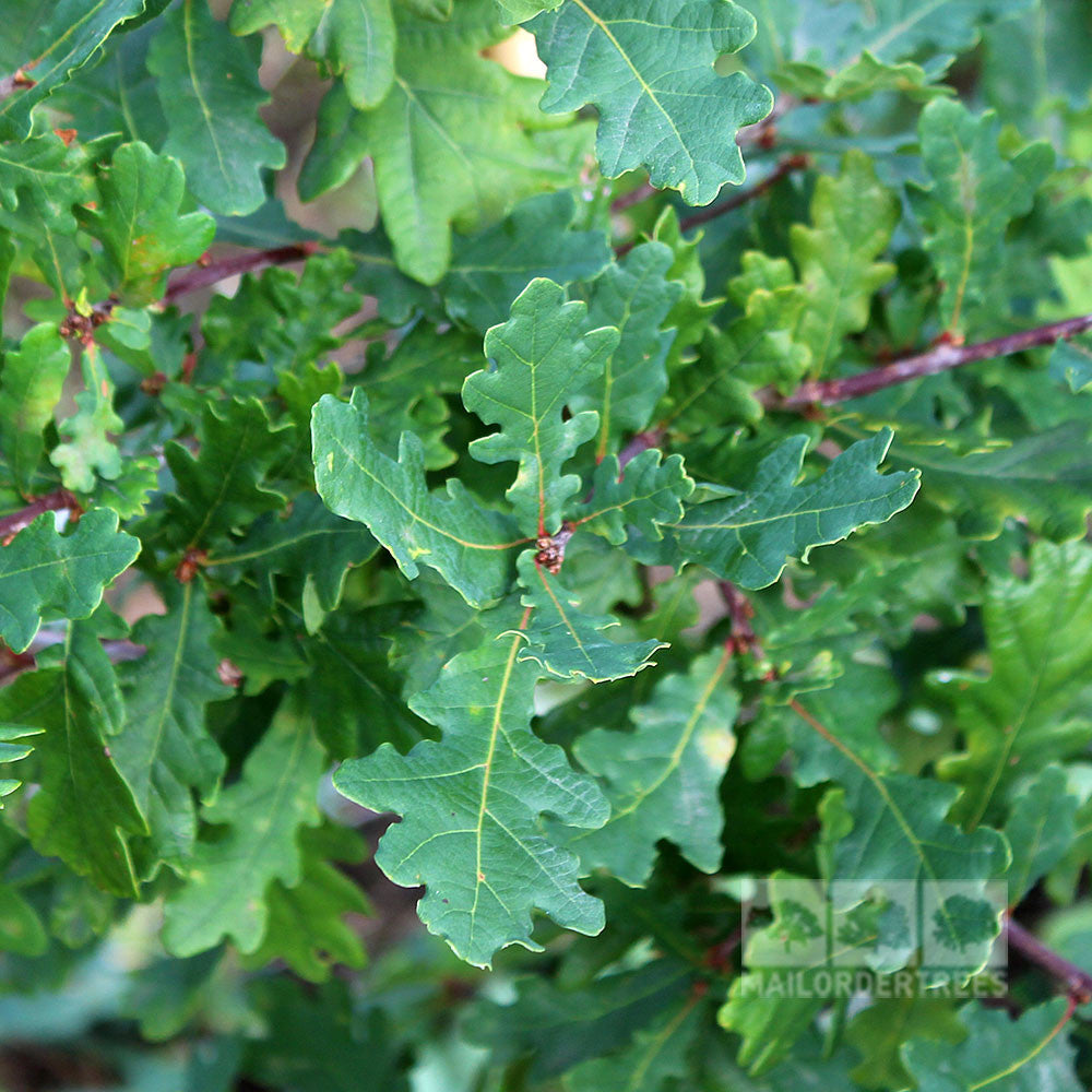 Quercus robur - Foliage