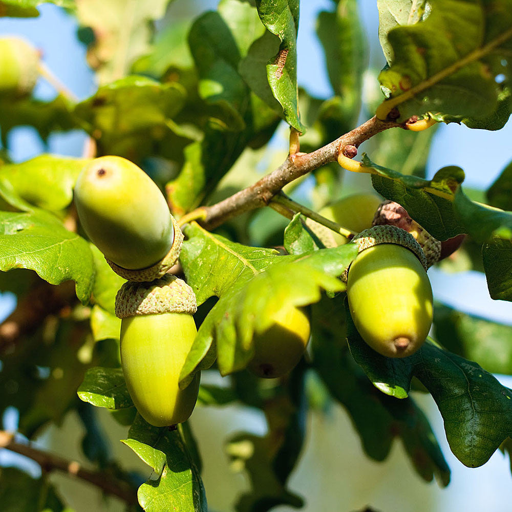 Quercus robur - Acorns