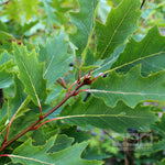 Quercus rubra - Summer Foliage