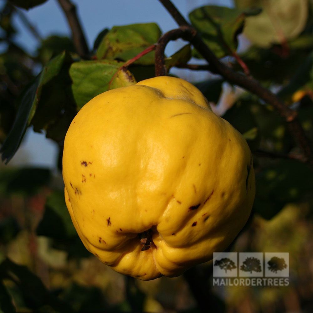 Cydonia Portugal - Fruit