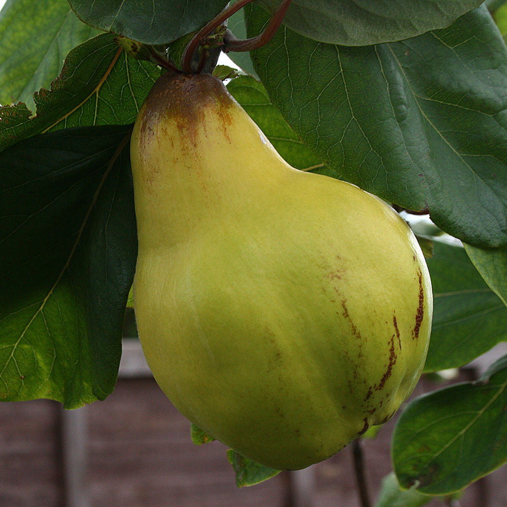 Cydonia Meeches Prolific - Fruit