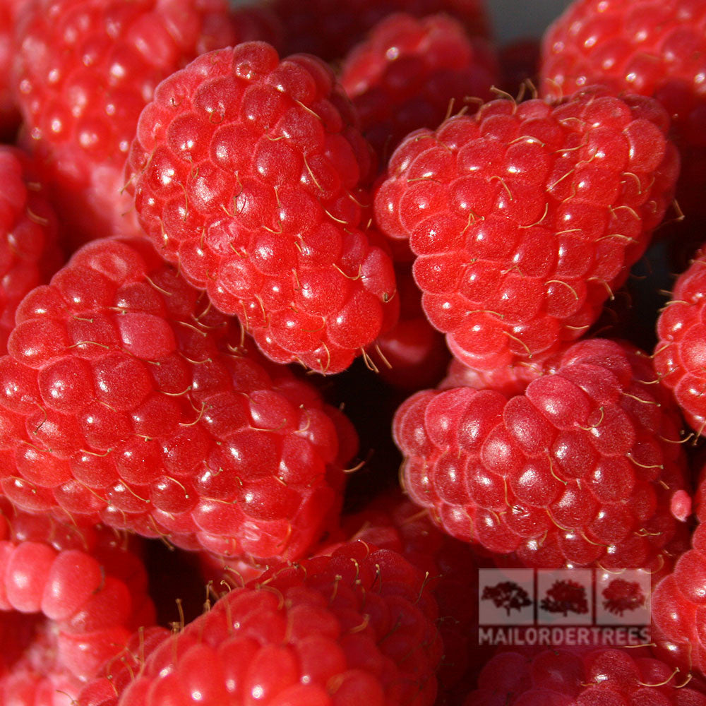 Rubus Glen Moy - Raspberry Glen Moy – Mail Order Trees