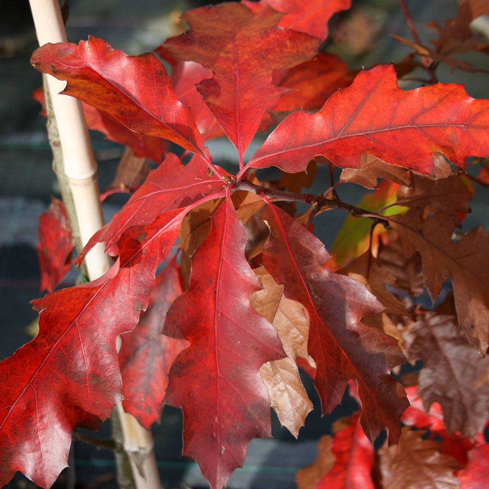 Quercus rubra - Autumn Foliage