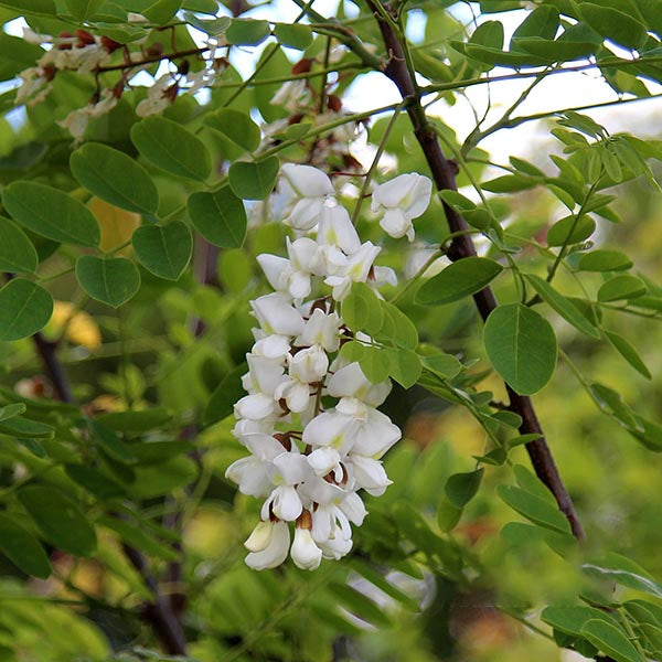 Robinia Bessoniana - Flower