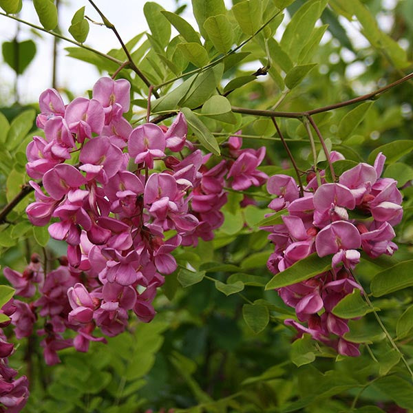 Robinia Casque Rouge - Flowers