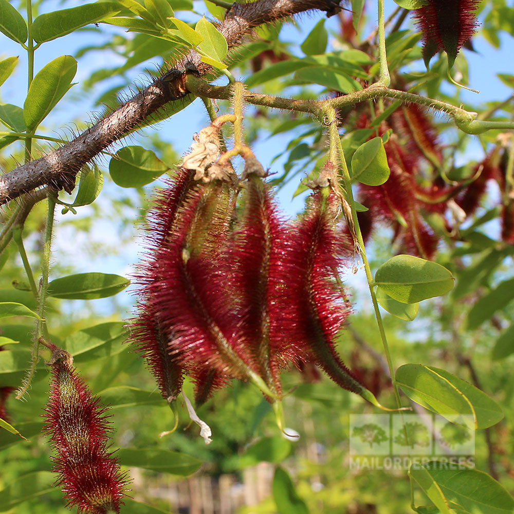 Robinia Casque Rouge - Seed Pod