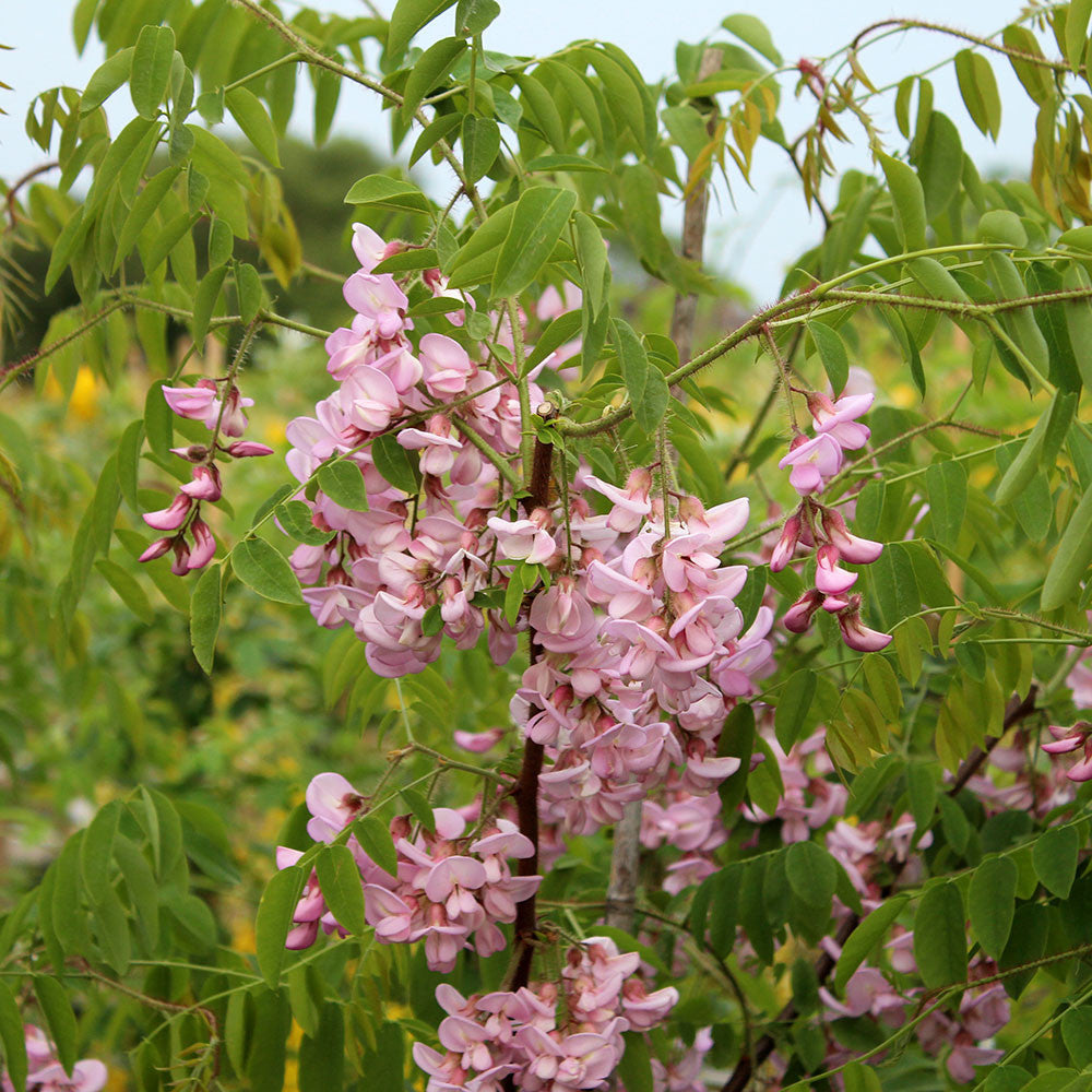 Robinia hispida - Flowers