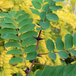 Robinia pseudoacacia - Foliage