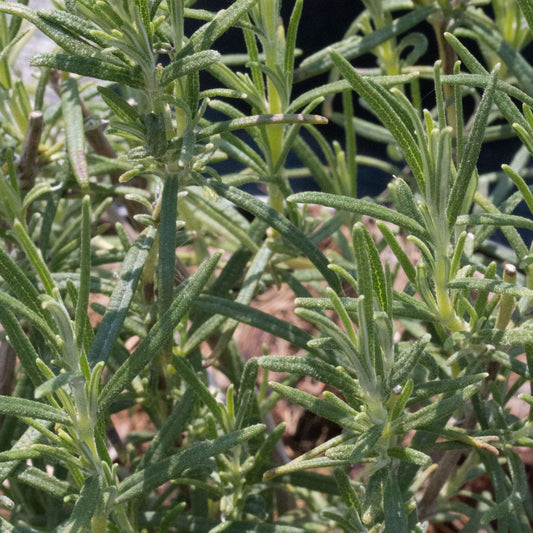 Rosemarinus officinalis ‘Miss Jessopp’s Upright’ - Rosemary