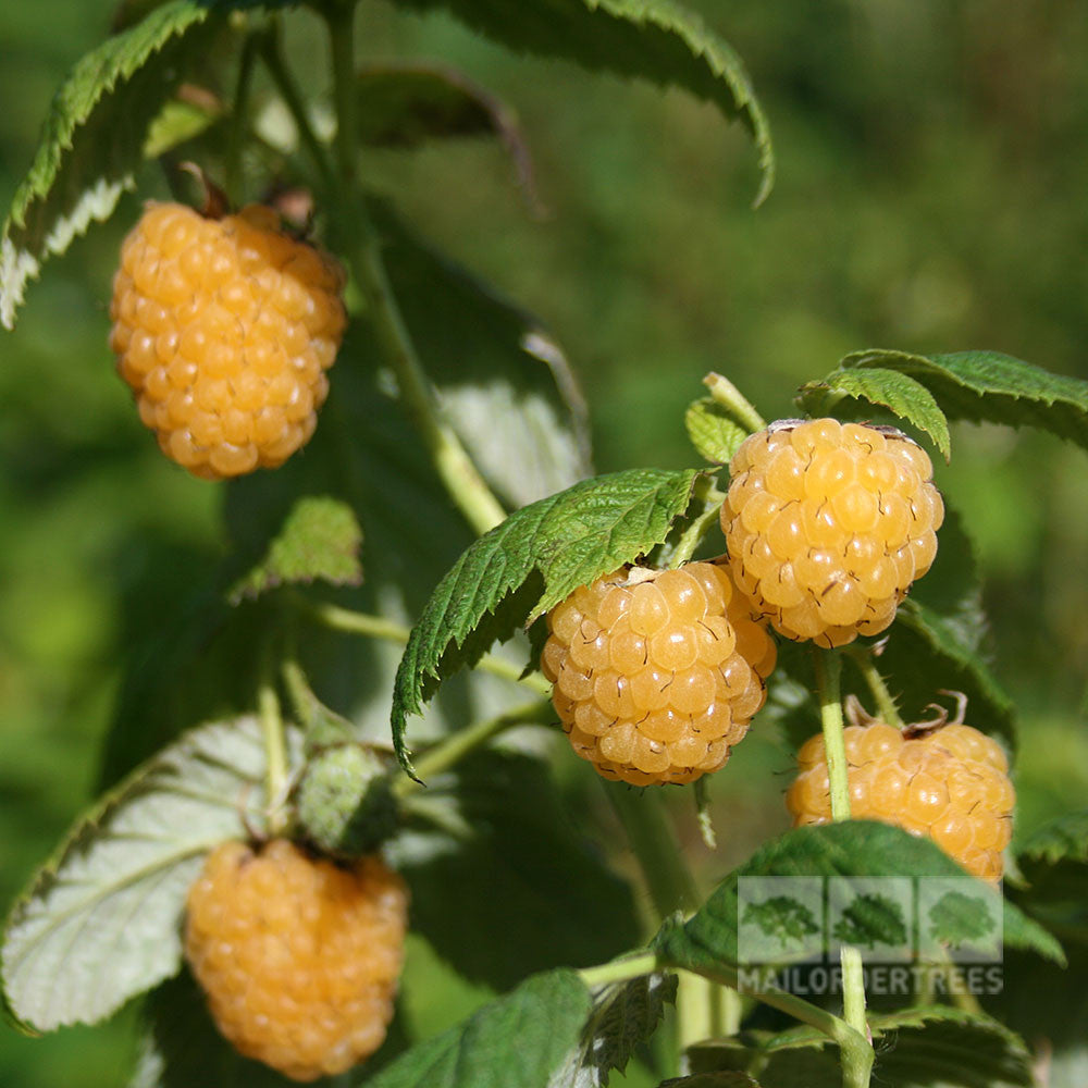 Raspberry All Gold Rhs Rubus All Gold - Raspberry Allgold/Fallgold – Mail Order Trees