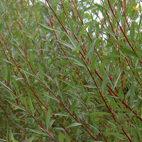 Salix Chermesina - Foliage