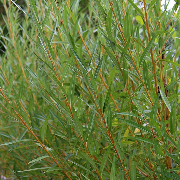 Salix alba vitelliana - Foliage