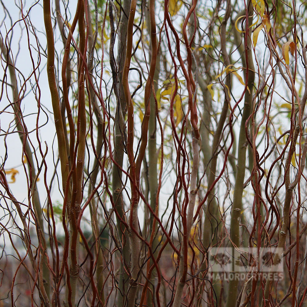 Salix Tortuosa - Winter Branches