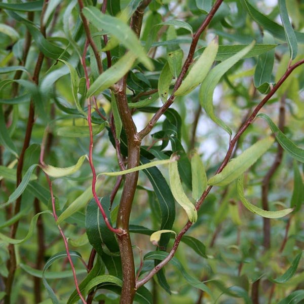 Salix Tortuosa - Foliage