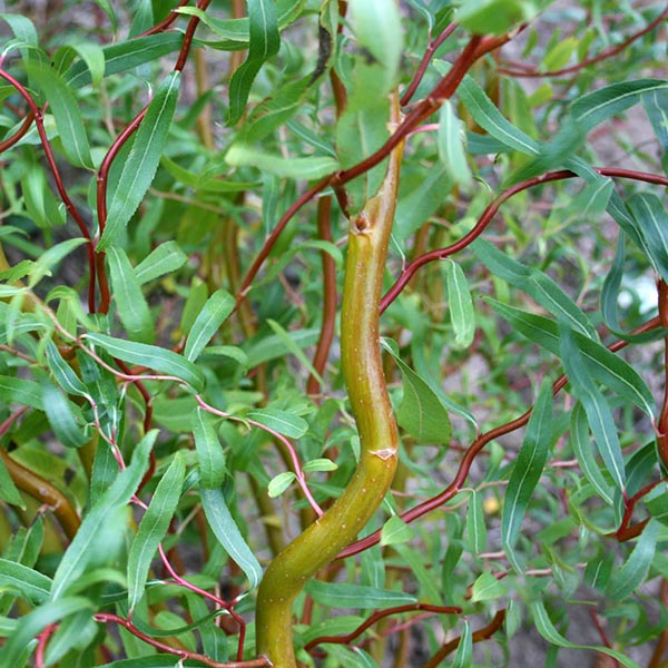 Salix Erythroflexuosa - Foliage