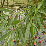 Salix alba - Foliage