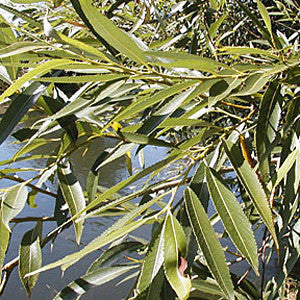 Salix fragilis - Foliage