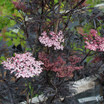 Sambucus Black Lace - Flowers