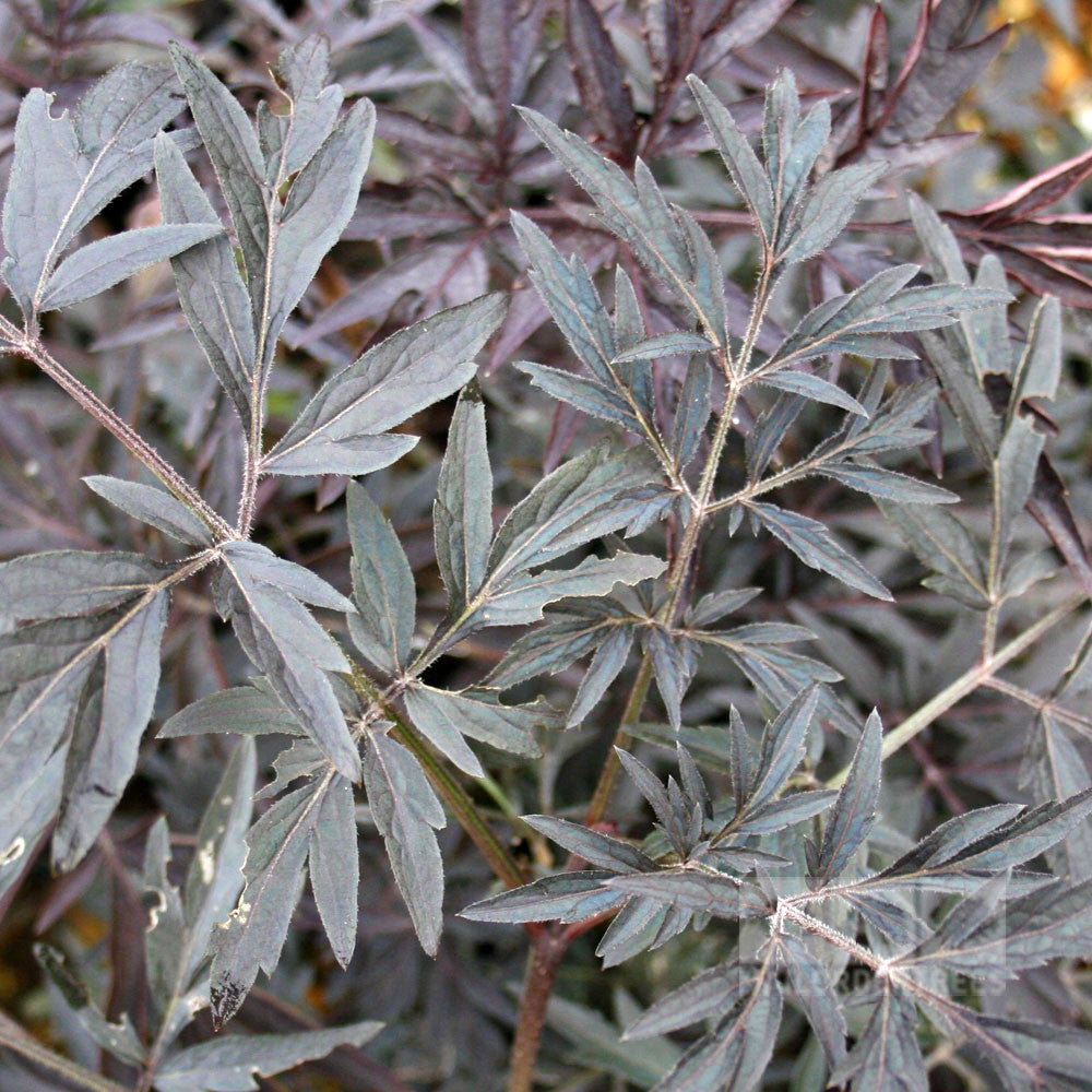 Sambucus Black Lace - Foliage