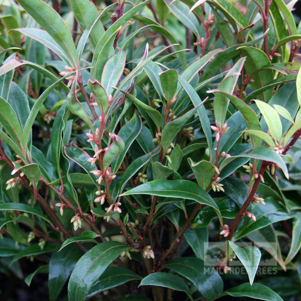 Sarcococca hookeriana var. digyna - Foliage