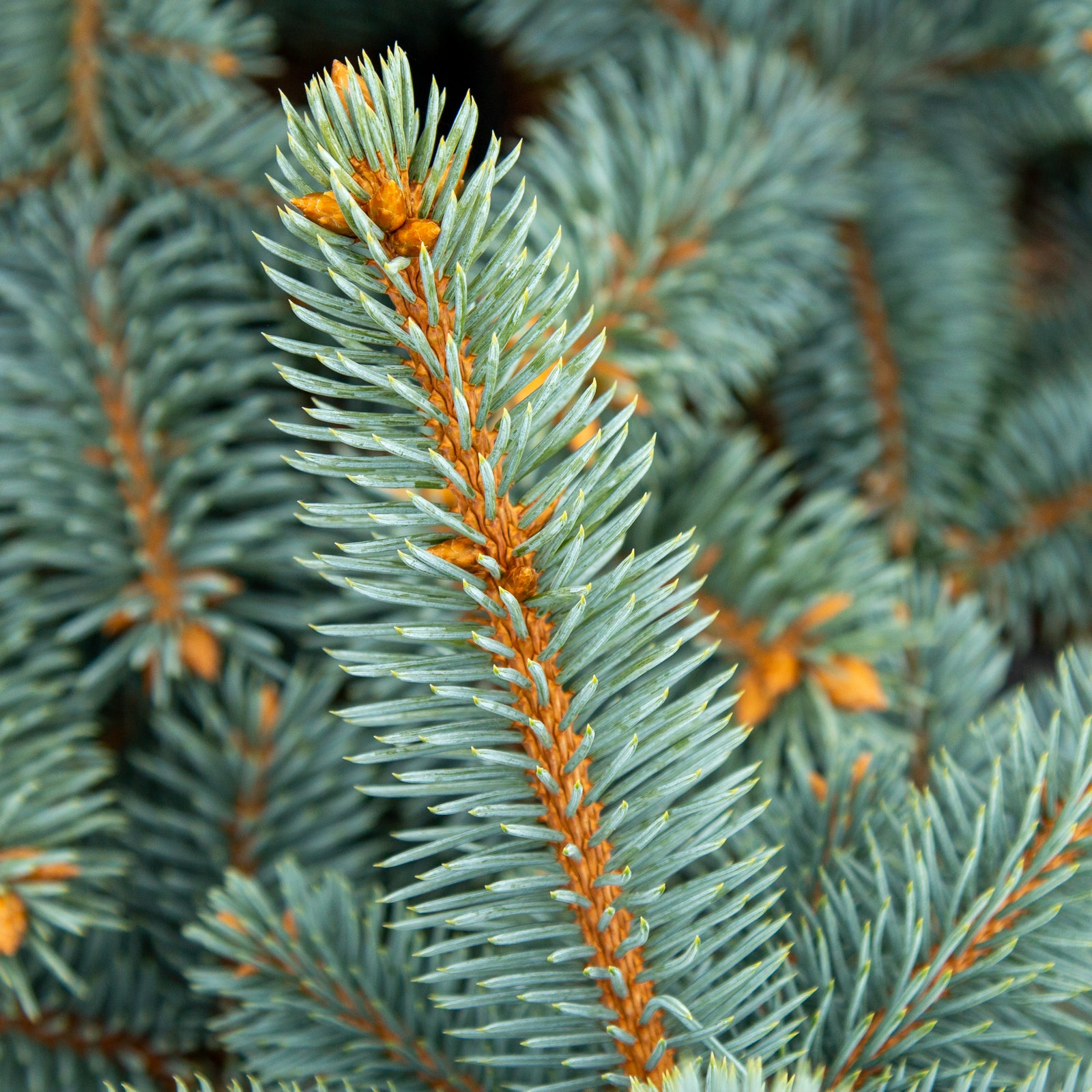 Picea pungens Schovenhorst - Barb Spruce