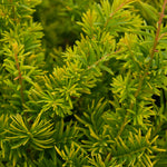 Taxus baccata Semper aurea
