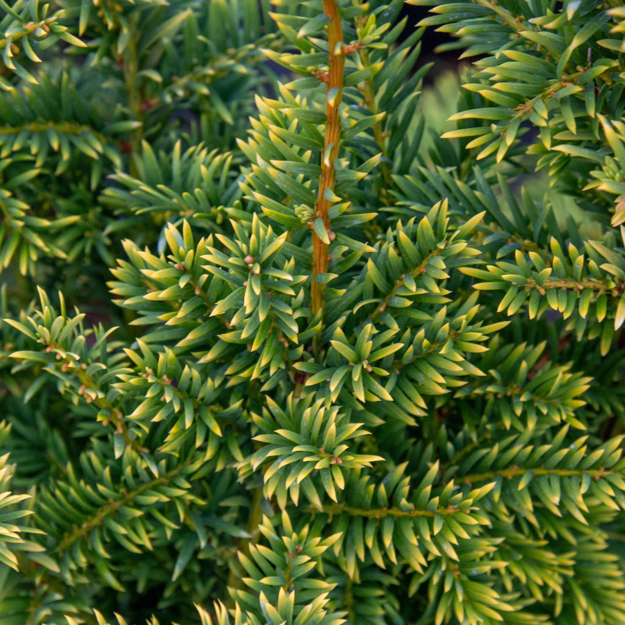 Taxus baccata Semper aurea