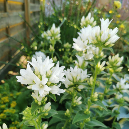 Campanula glomerata alba - Clustered Bellflower