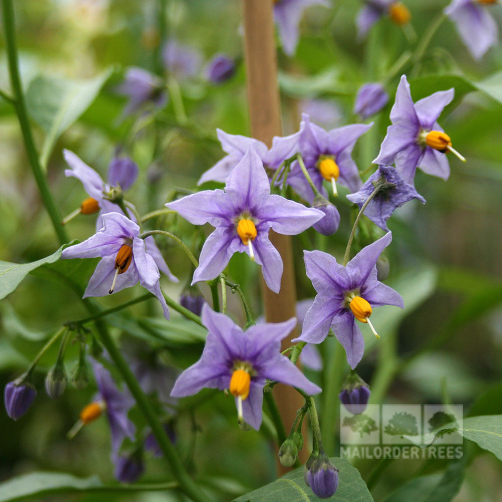 Solanum Glasnevin - Flowers