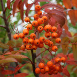 Sorbus Apricot Queen - Berries