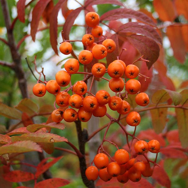 Sorbus Apricot Queen - Berries