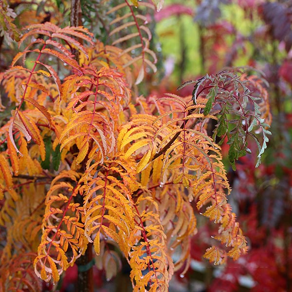 Sorbus Chinese Lace - Autumn Foliage