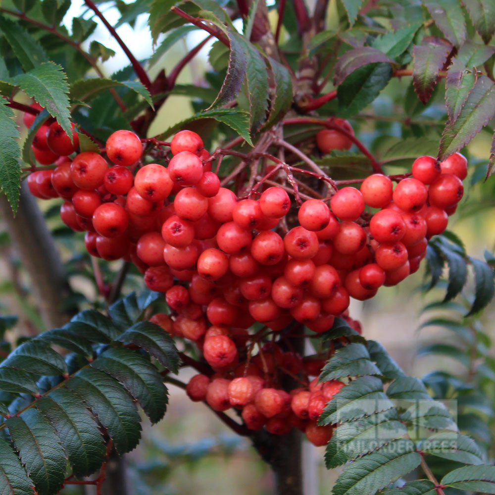 Sorbus Eastern Promise - Berries