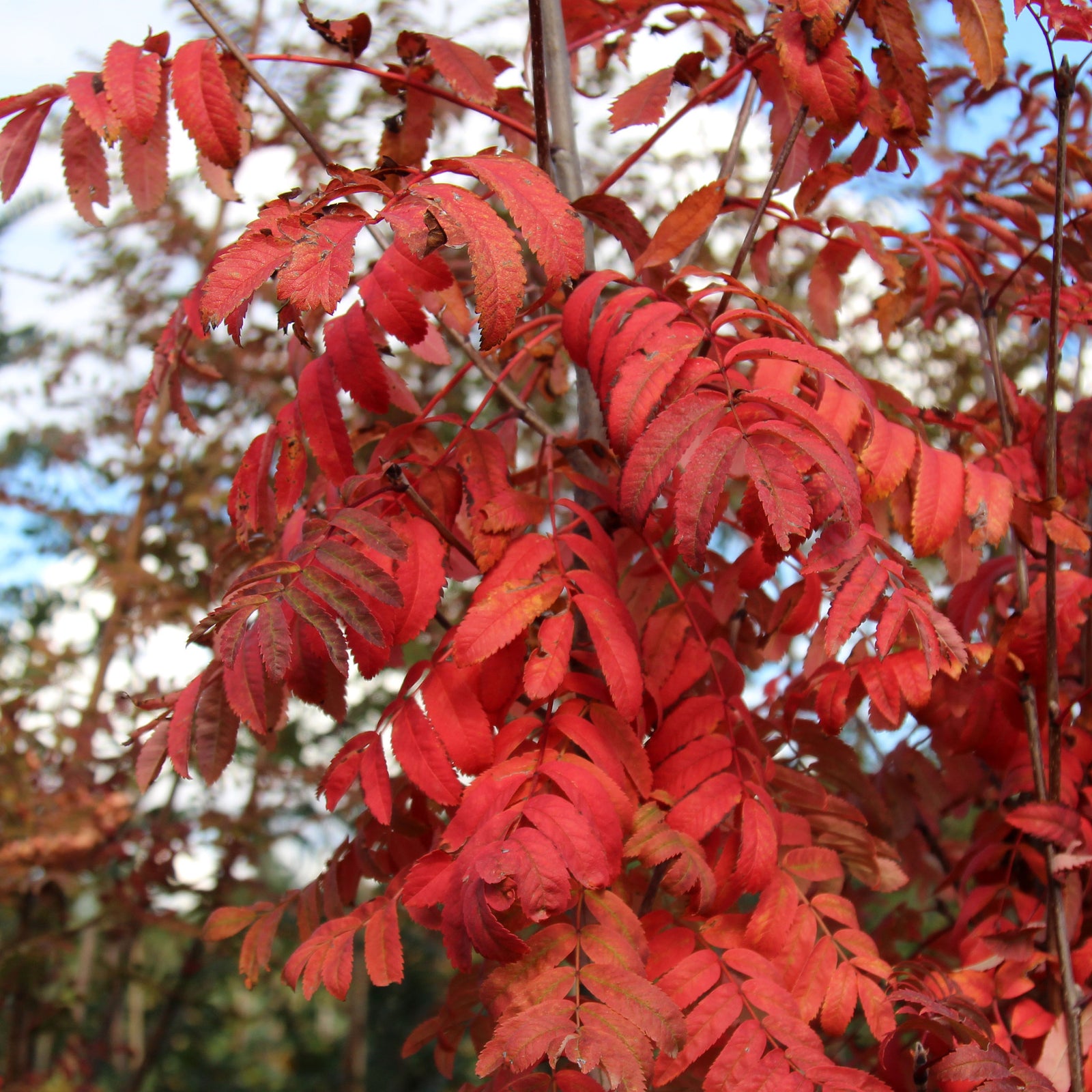 Sorbus Fingerprint - Autumn Colour