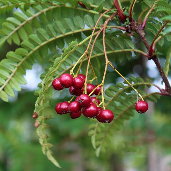 Sorbus Glen Spire - Berries