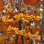 Sorbus Joseph Rock - Berries