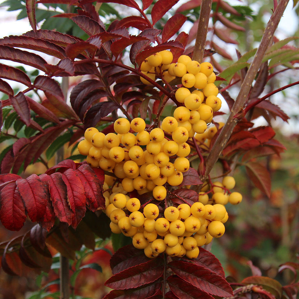 Sorbus Joseph Rock - Fruits
