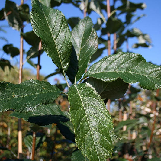 Sorbus Majestica - Whitebeam Tree