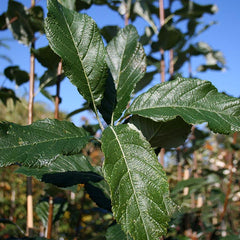 Sorbus Majestica - Whitebeam Tree