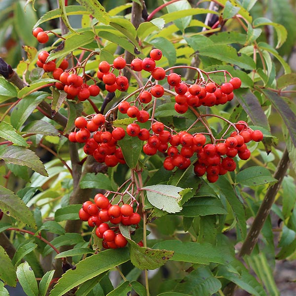 Sorbus Ravensbill - Fruits
