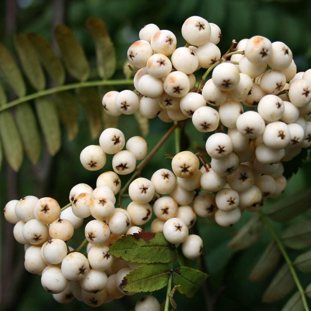 Sorbus White Wax - Fruits