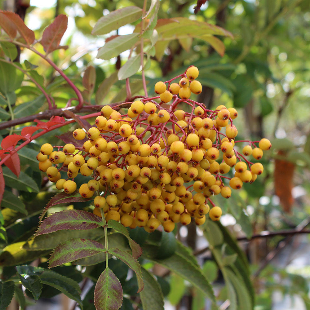 Sorbus Wilsey Gold - Fruits