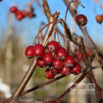 Sorbus Lutescens - Berries