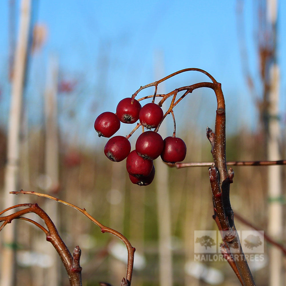 Sorbus 'Majestica' - Berries