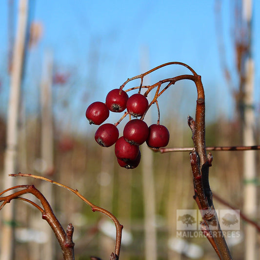 Sorbus Majestica - Whitebeam Tree